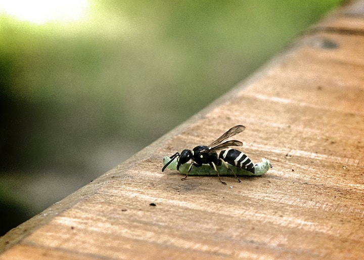wasp eating caterpillar
