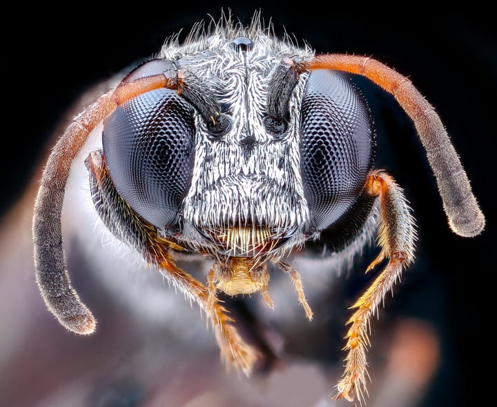 wasp hair