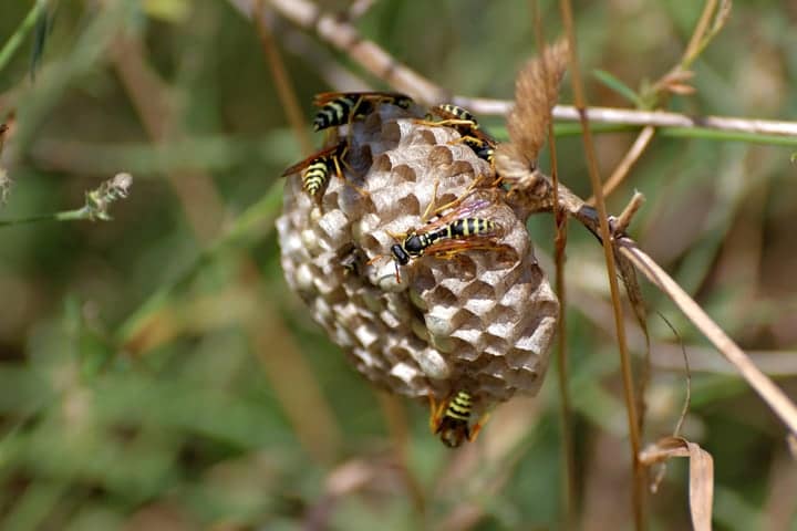 wasp nest in the garden