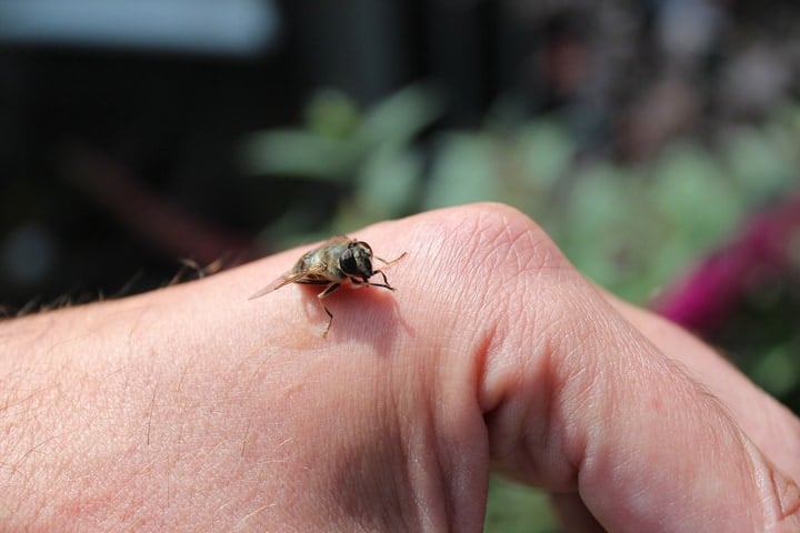 wasp on hand