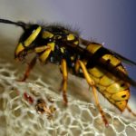 wasp stinger