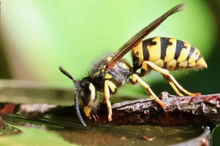 wasp waist