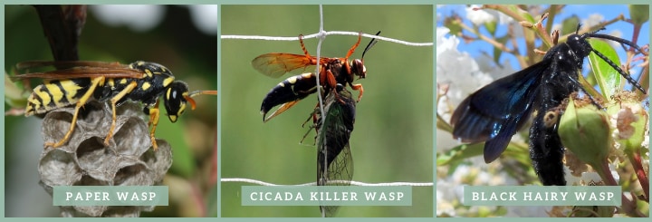 wasps in texas