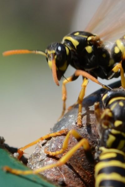 wasps in the garden