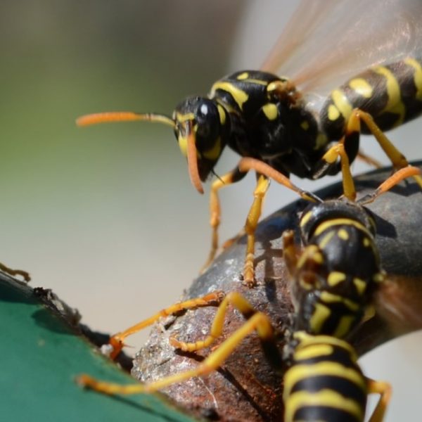 wasps in the garden