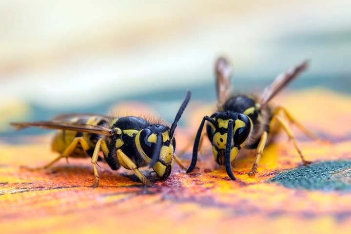 wasps