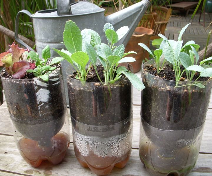 water bottle gardening