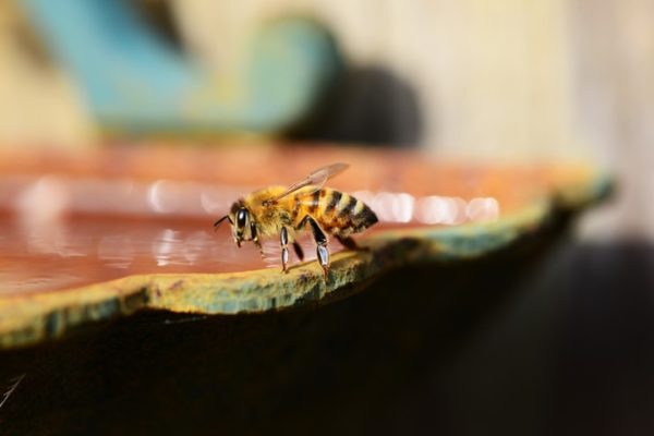 Bee Garden 101: How to Plant a Beautiful Bee-friendly Garden