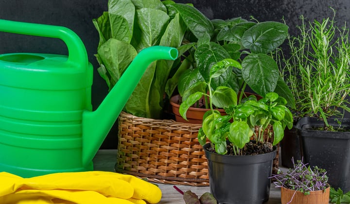 watering herbs