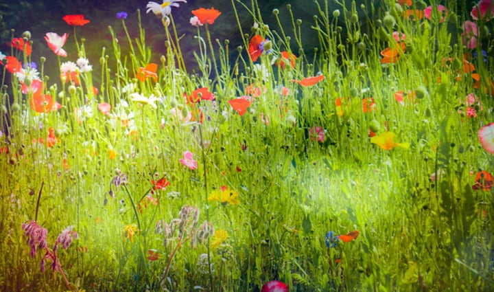 wild flower garden for bees