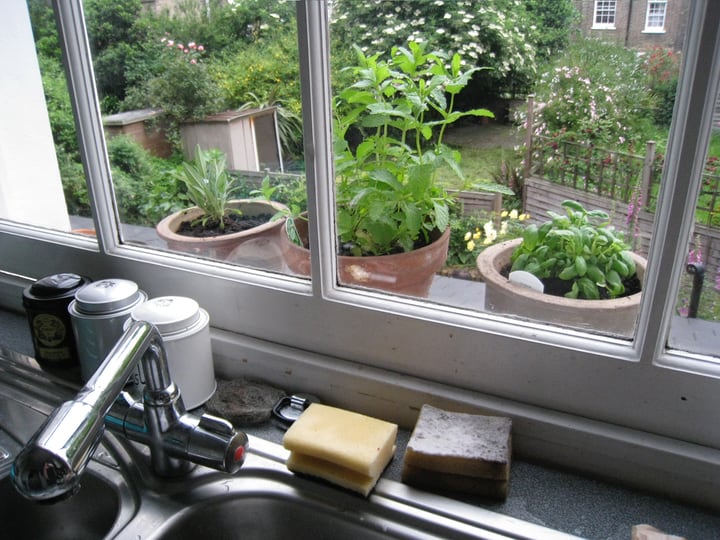 window herb garden in the kitchen sink