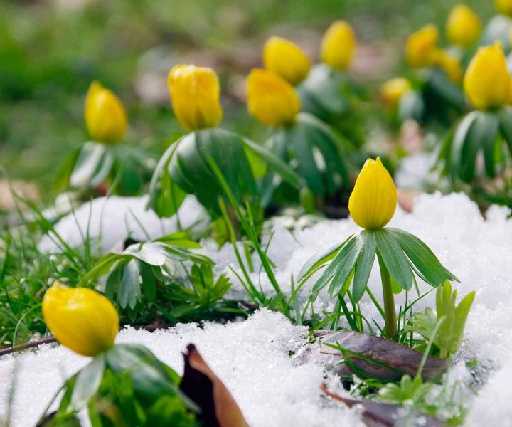 winter flower aconites