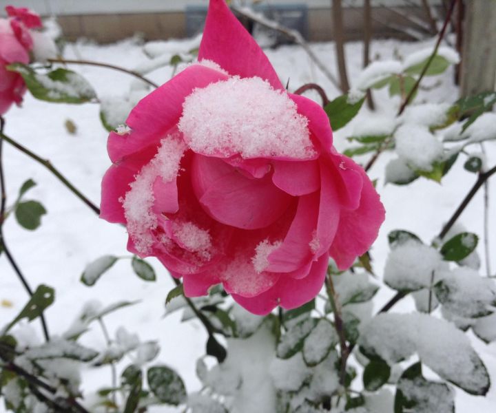 winter flower camellia