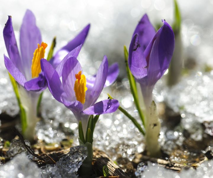 winter flower crocus