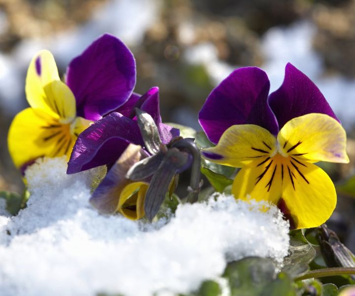 winter flower pansy