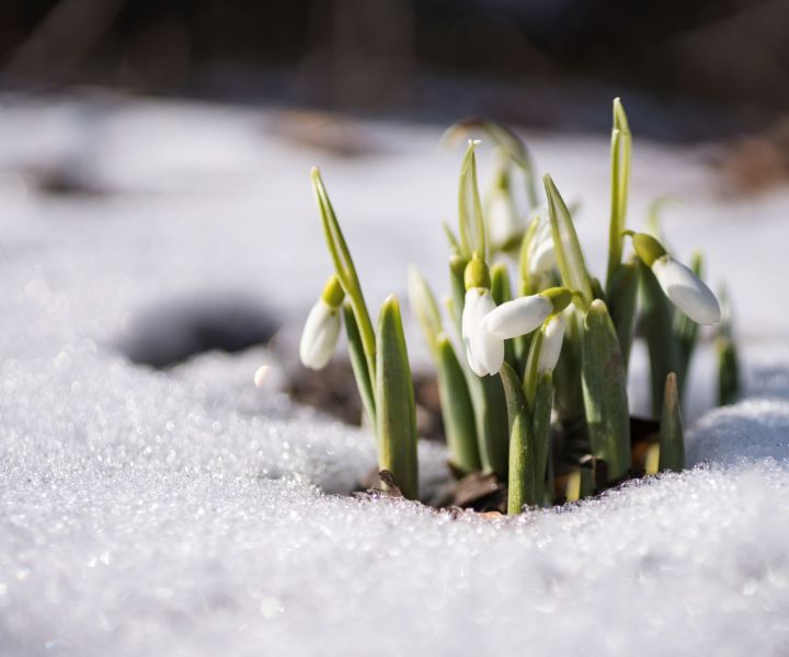 winter flower snowdrops