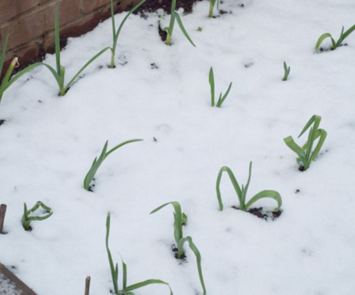 winter gardening book