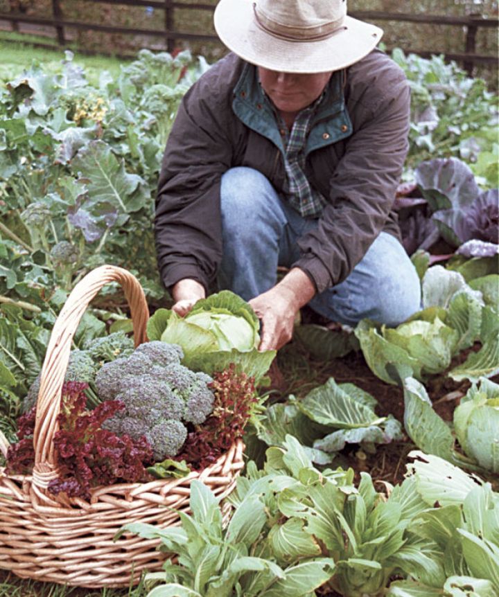 winter gardening california