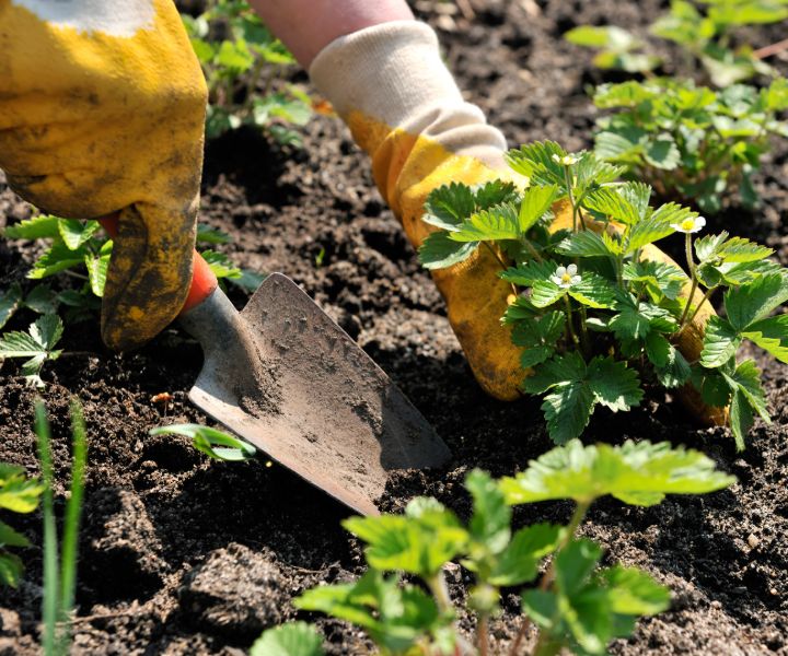 winter gardening florida