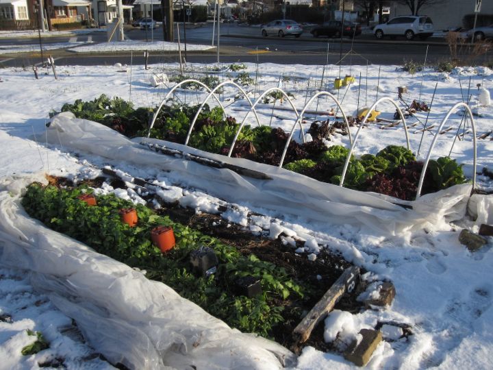 winter gardening ideas