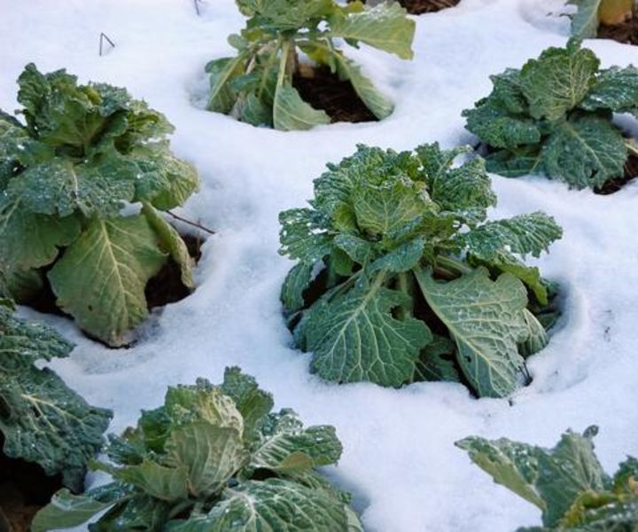 winter gardening in georgia