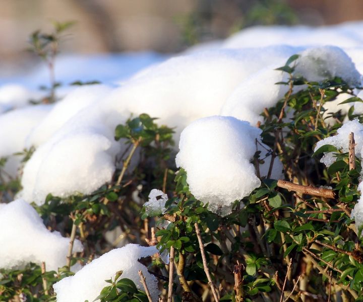 winter gardening in michigan