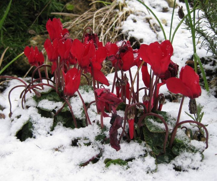 winter gardening in the pacific northwest