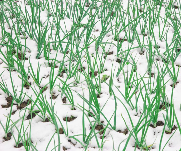 winter gardening oregon