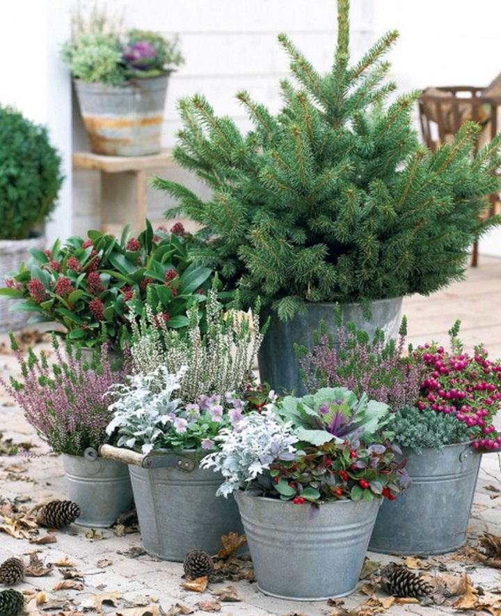 winter gardening plants