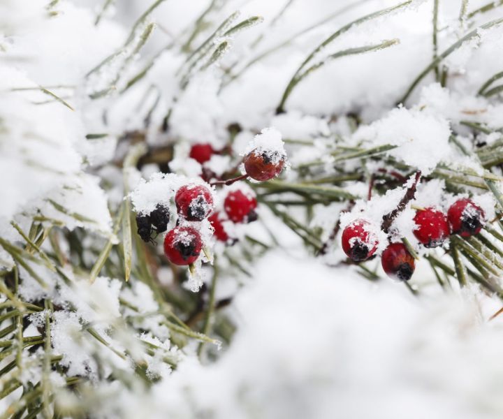 winter gardening texas