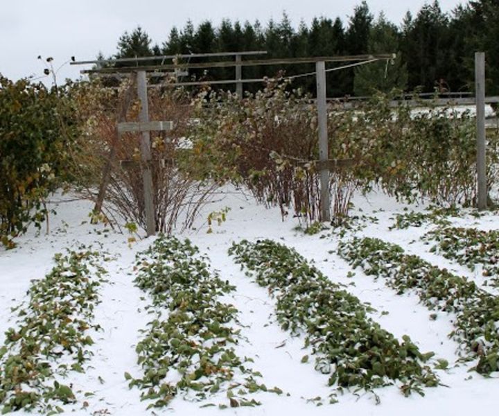 winter gardening tips