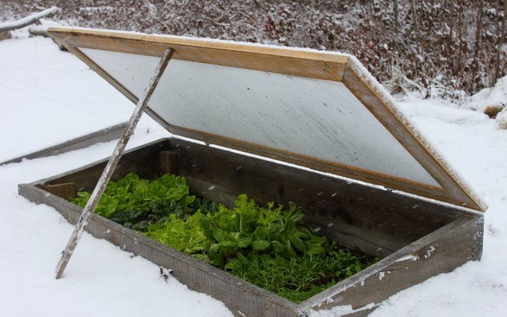 winter gardening vegetables