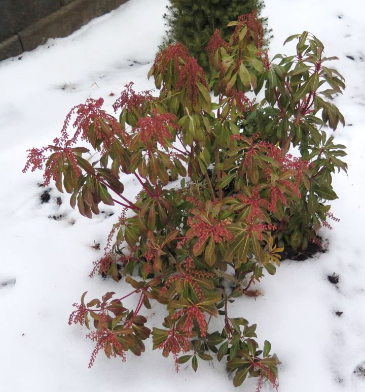 winter gardening zone