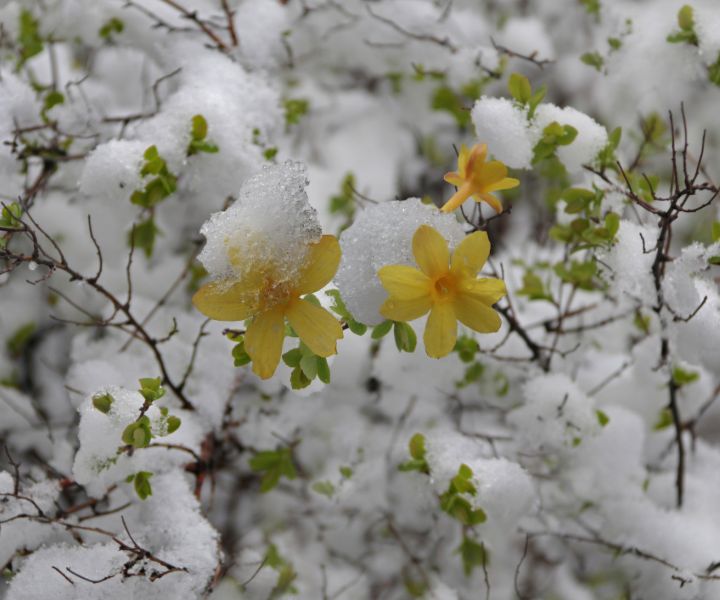 winter jasmine