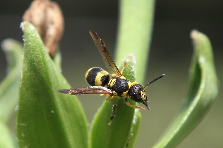 yellow jacket wasp