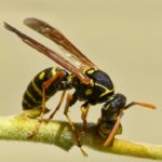 yellow jackets are the most aggressive wasp