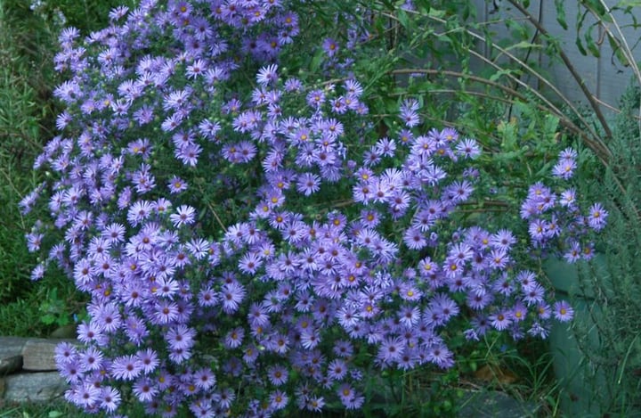 aster in the garden