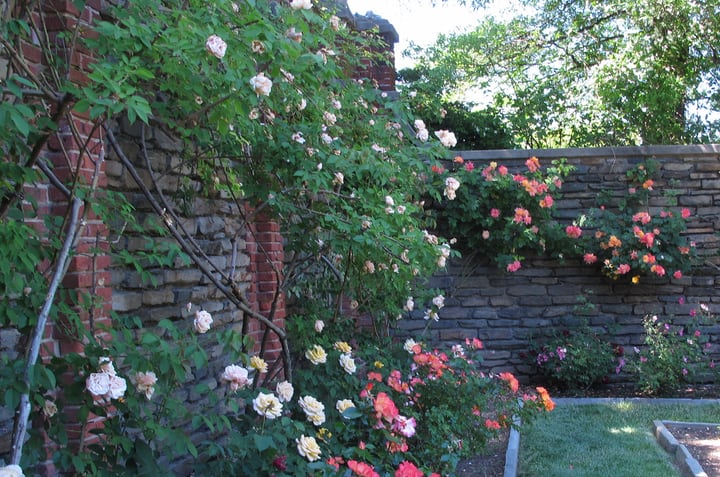 backyard rose garden