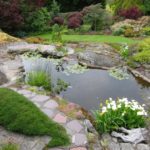 best plants for water gardening