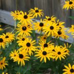 black eyed susan flower garden