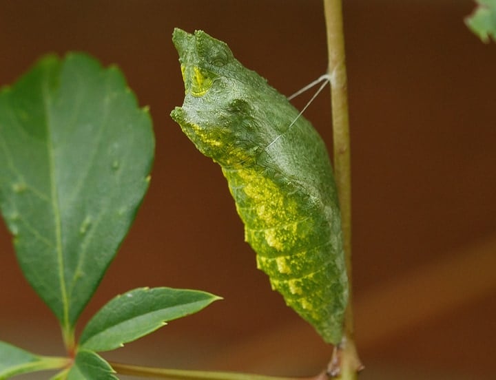 black swallowtail butterfly cocoon