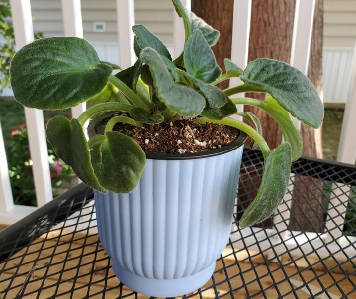 bottom watering planter