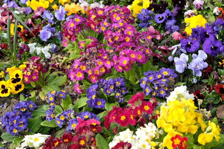 brightly colored flowers