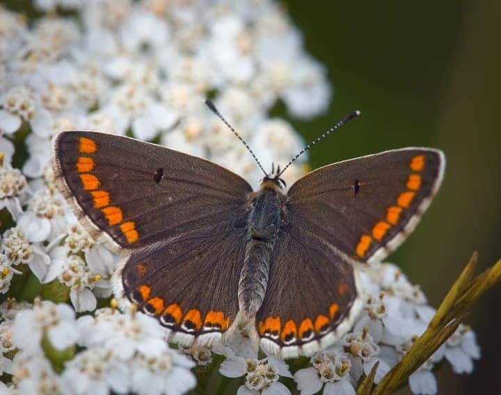 brown argus butterfly on yarrow flowers