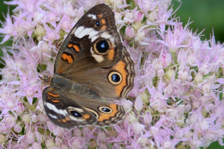 buckeye butterfly on sedum flowers