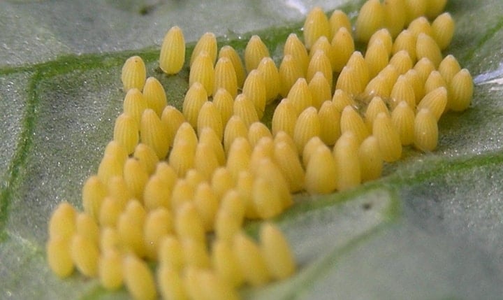 buttefly eggs