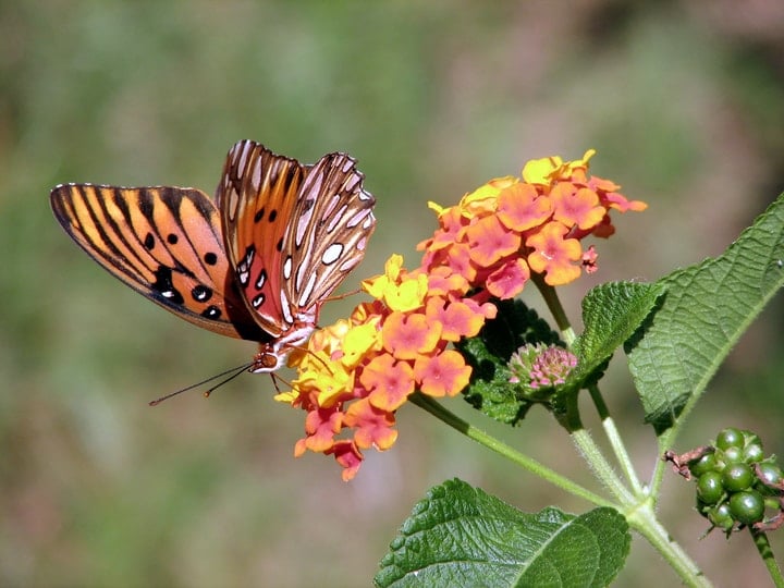 butterdly on lantana flowers