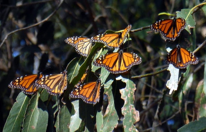 butterflies appreciating sunlight and trees