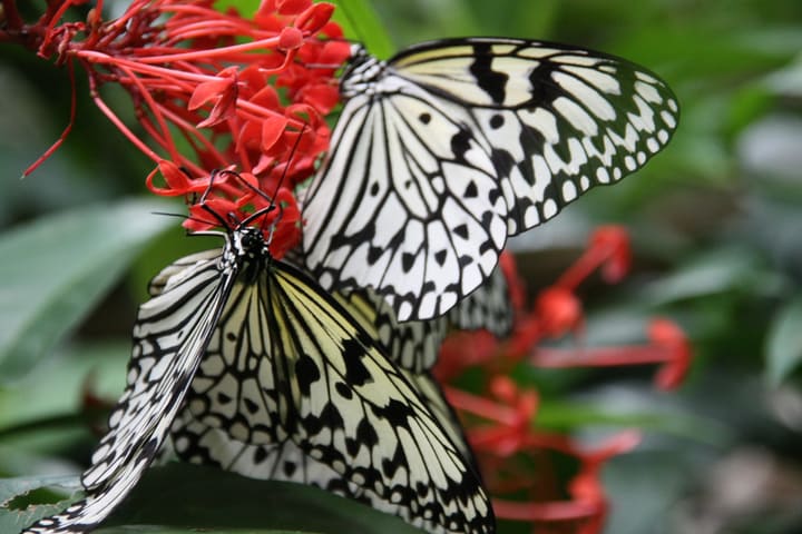 butterflies on red tuny flowers