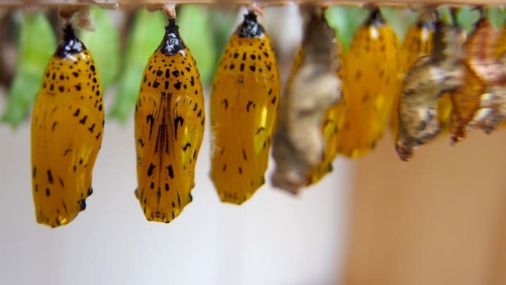 butterflies pupa